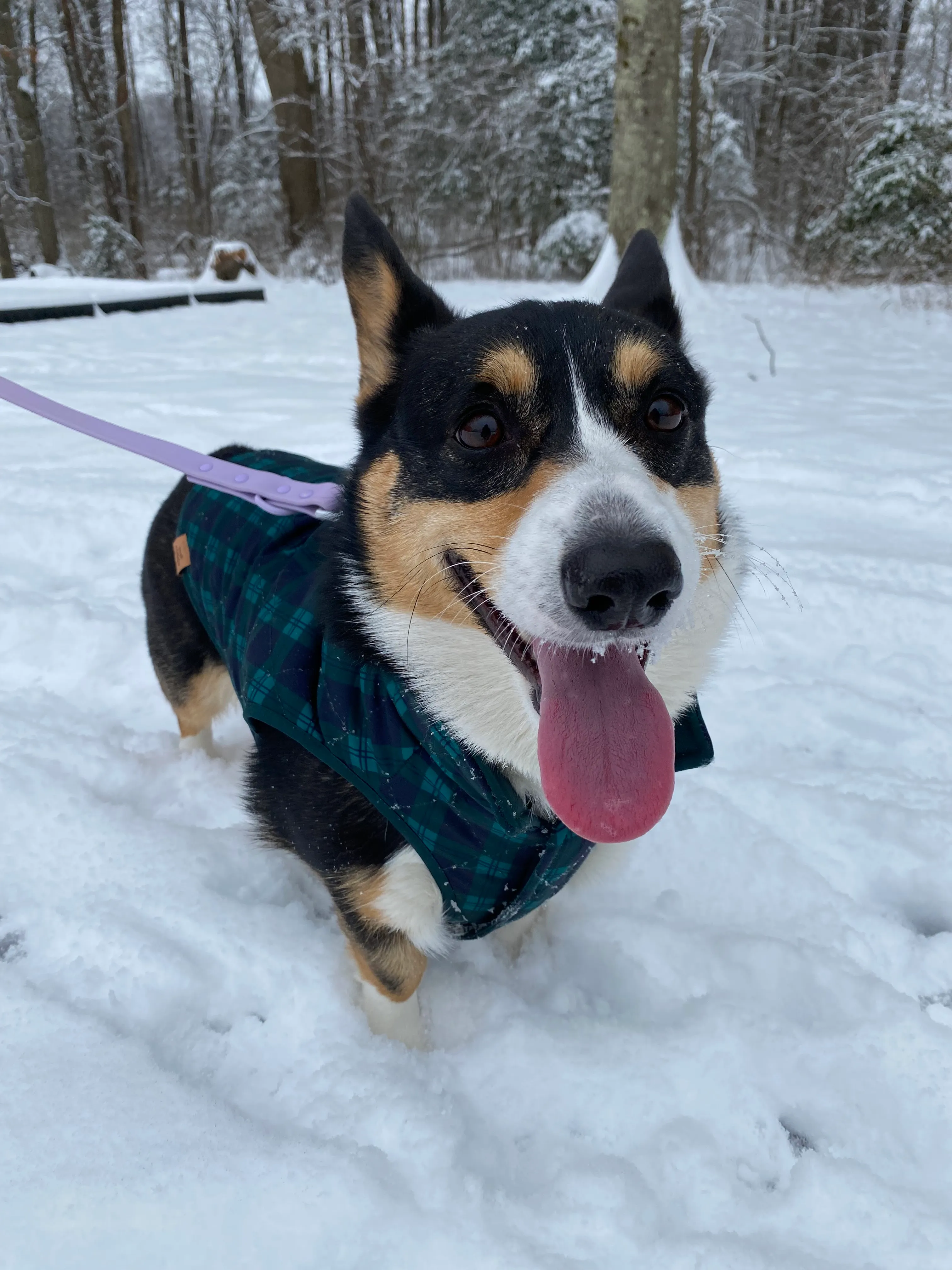 Winona, our Corgi enjoys the snow.